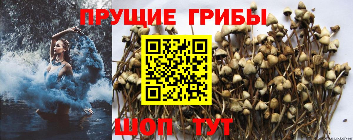 Псилоцибиновые грибы мухоморы Мытищи